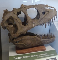 Teratophoneus at the Fossil Discovery Exhibit